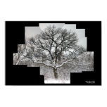 white oak in winter