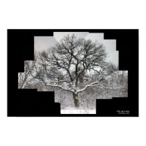 white oak in winter posters by viviculture white oak in winter posters