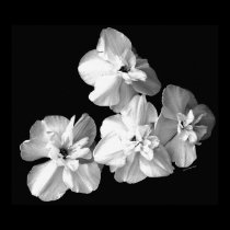White on Black posters