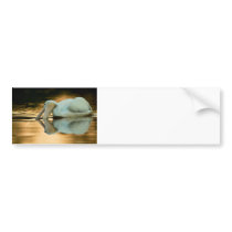 White on Gold Bumper Stickers