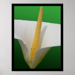 White on Green Print