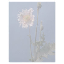 white Opium Poppy (Papaver Somniferum) flowers Letterhead Template