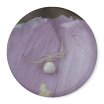 White Orb spider Magnet