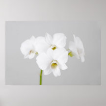 White Orchid (2) Print