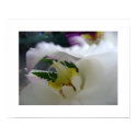 White Orchid 7 Phalaenopsis Poster Art Print
