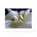 White Orchid 8 Phalaenopsis Poster Art Print