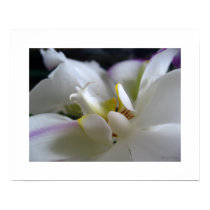 White Orchid 8 Phalaenopsis Poster Art Print by naturalilly White Orchid 8 Phalaenopsis Poster Art Print