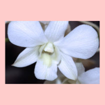 White Orchid Canvas Print posters