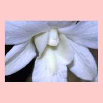 White Orchid Canvas Print Version B posters