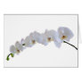 White orchid greeting cards