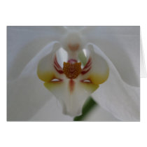 White Orchid cards