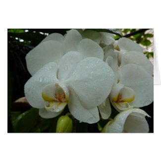 White orchid Card card