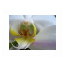 White Orchid Clouds Phalaenopsis Poster Art Print by naturalilly White Orchid Clouds Phalaenopsis Poster Art Print