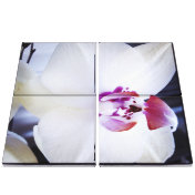 White Orchid Floral Canvas Print