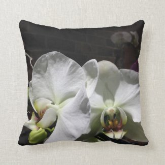 White Orchid Flowers
