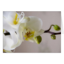 White Orchid • Greeting Card cards