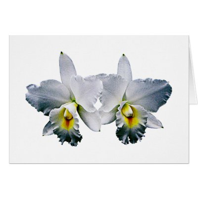 White Orchid Hawaiian Wedding Song Greeting Card by SusanSavad