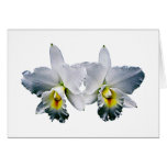 White Orchid Hawaiian Wedding Song Greeting Card
