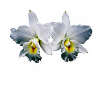 White Orchid Hawaiian Wedding Song t-shirts by SusanSavad White Orchid Hawaiian Wedding Song t-shirts