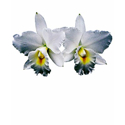 White Orchid Hawaiian Wedding Song Tshirts by SusanSavad To add an elegant