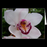 White Orchid I Card