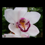 White Orchid I Print