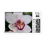 flower, floral, nature, white, white orchid,