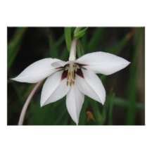 White Orchid Invitation