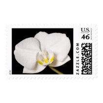 White Orchid On Black Postage