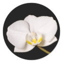 White Orchid On Black stickers by elyssa444 White Orchid On Black stickers