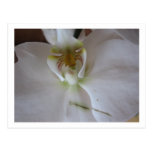 White orchid post cards