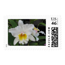 White orchid postage postage