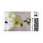White Orchid • Postage Stamp