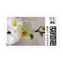White Orchid • Postage Stamp