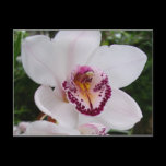 White Orchid Postcard