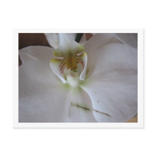 White orchid postcard