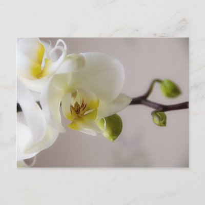 White Orchid • Postcard
