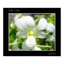 White Orchid posters