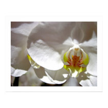 White Orchid posters by mlane53 White Orchid posters