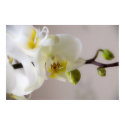 White Orchid • Poster posters by SabineSt White Orchid • Poster posters