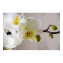 White Orchid • Poster posters by SabineSt White Orchid • Poster posters
