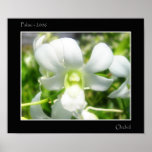 White Orchid posters