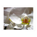 orchid, nature, flower, floral, tropical, exotic,