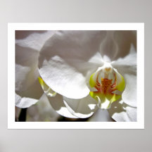 White Orchid Posters