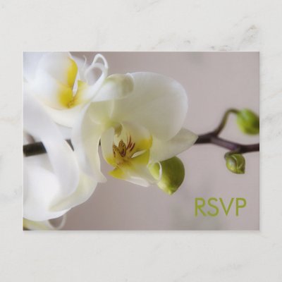 White Orchid • RSVP Postcard