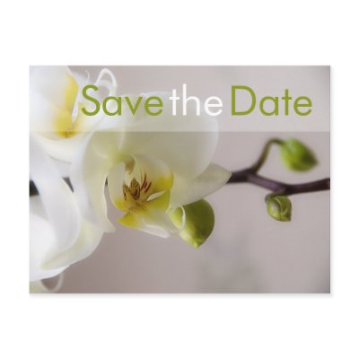 White Orchid • Save the Date Postcard