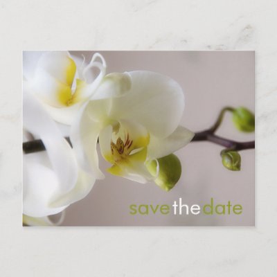 White Orchid • Save the Date Postcard
