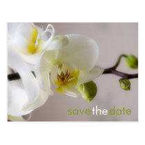 White Orchid • Save the Date Postcard postcards