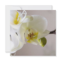 White Orchid • Square Card / Invitation by SabineSt White Orchid • Square Card / Invitation