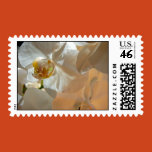 orchid, phalaenopsis, white, flower, tropical,